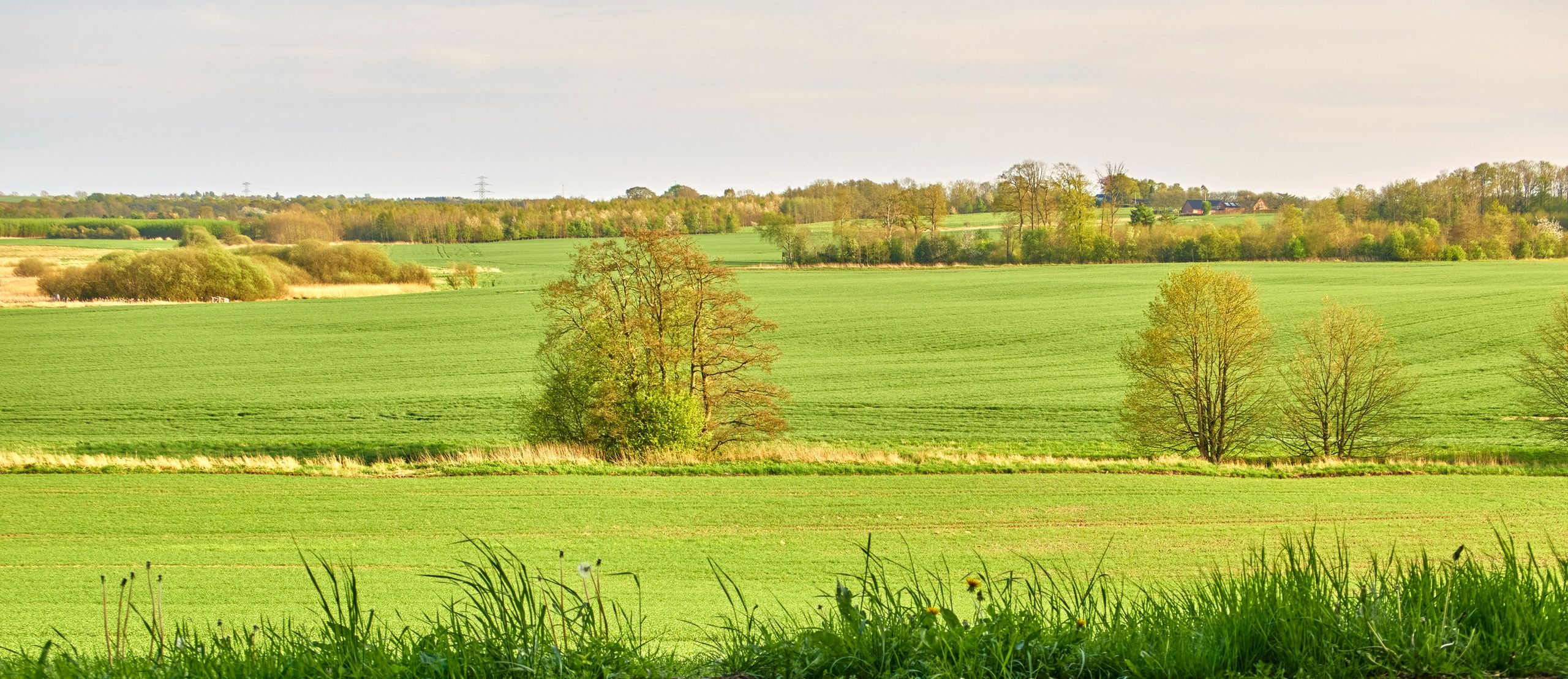 Calm green landscape representing resilience and renewal